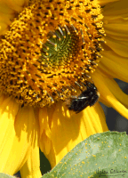 Bumblebee Shadow